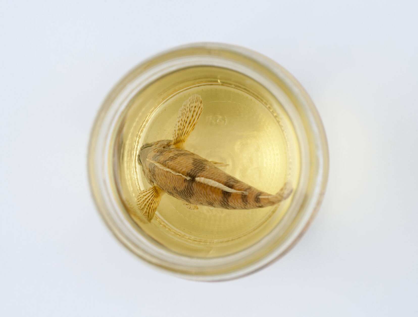 Maryland darter
